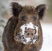 Wildschwein im Schnee, Foto: natureimmortal / Fotolia.com