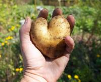 Kartoffel, Foto: Michael Weidkuhn / CC BY-ND 2.0 / flickr.com