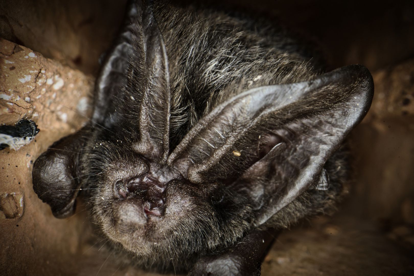 Mopsfledermaus